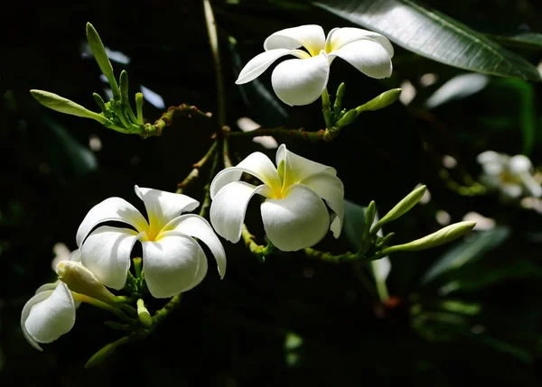 Güneş ışığı altında Plumeria — Stok fotoğraf