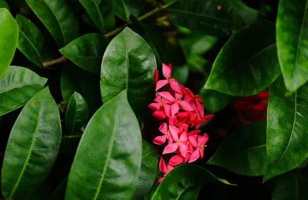 Rosa belleza en el arbusto —  Fotos de Stock