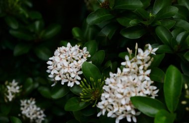 Doğada beyaz güzellik