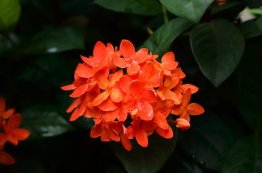 Yağmurdan sonra turuncu ixora