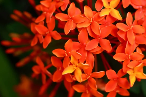 Ixora vibrante em plena floração sob a luz solar — Fotografia de Stock