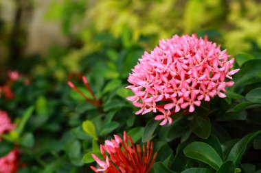 Pembe Ixora tam Bloom