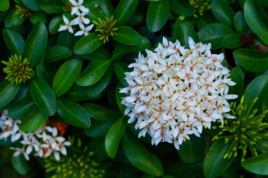 Beyaz ixora bahçede çiçek lenme
