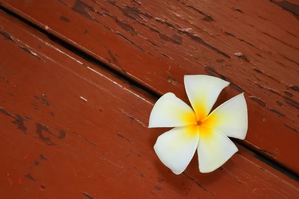 Única Flor Plumeria Branca Superfície Madeira Jardim Conceito Tranquilidade — Fotografia de Stock
