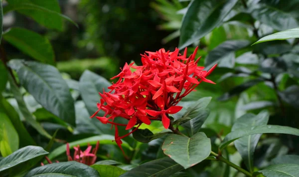 Belleza roja en plena floración —  Fotos de Stock