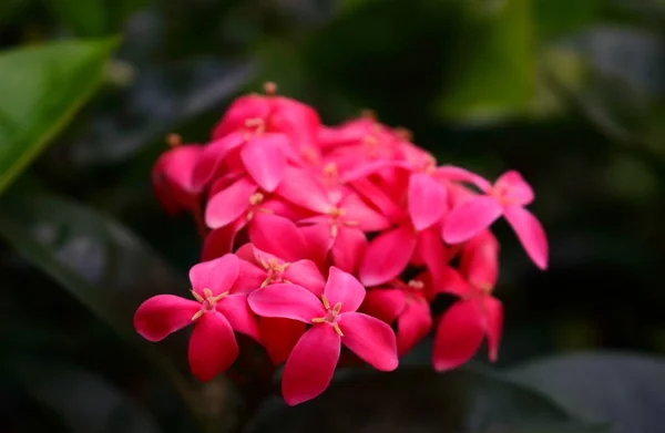 Canlı pembe ixora