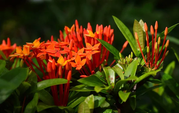 Ixora vibrante sob a luz solar — Fotografia de Stock