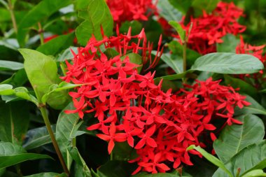 Kırmızı güzellik tam çiçeklenme