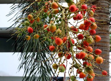 Biz areca fındık vardır