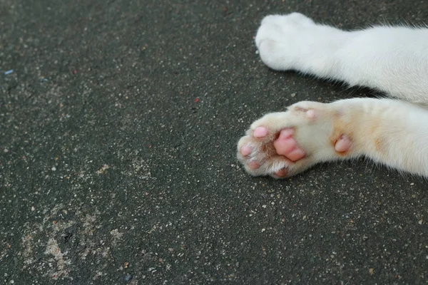 Ich bin nicht dein catspaw — Stockfoto