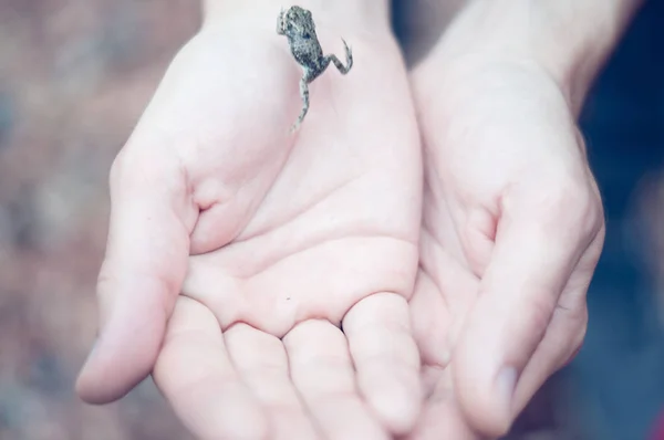 Kurbağa jumping of dışarı eller