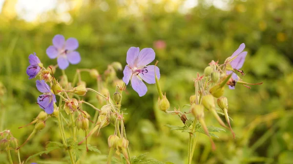 Çimlerde mavi çiçek