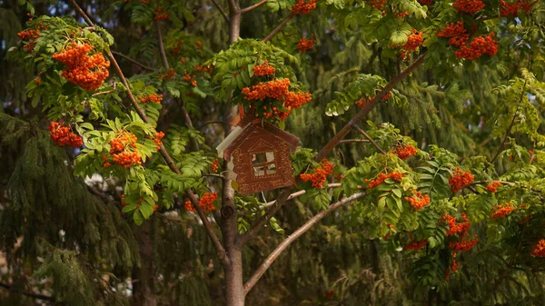 Rowan dalı üzerinde Besleyici