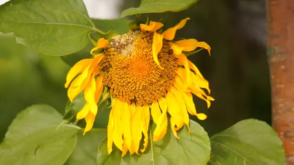 Ayçiçeği güneş yeşil yapraklarda