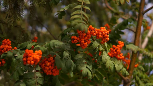 Kırmızı üvez ağacı üzerinde üzüm
