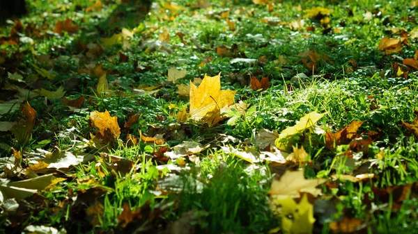  Şehir Park akçaağaç yaprağı 