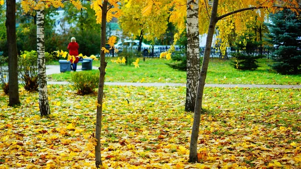 Şehir parkında sonbahar ağaçları