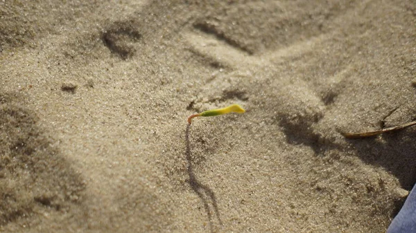 Kumdan çiçek büyüdü