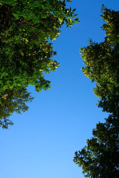 Feuillage vert contre le ciel bleu — Photo