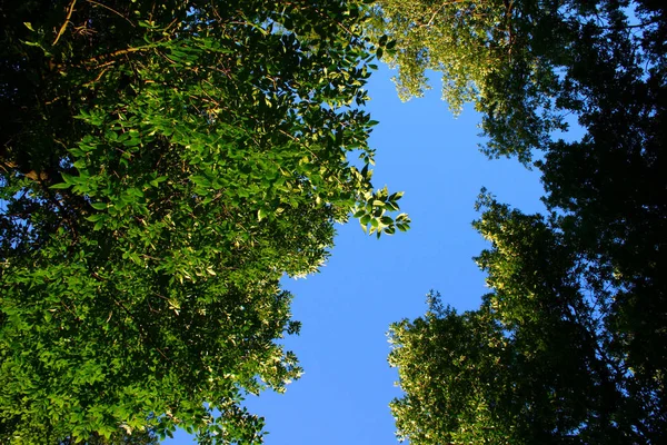 Green foliage against the blue sky — Stock Photo, Image