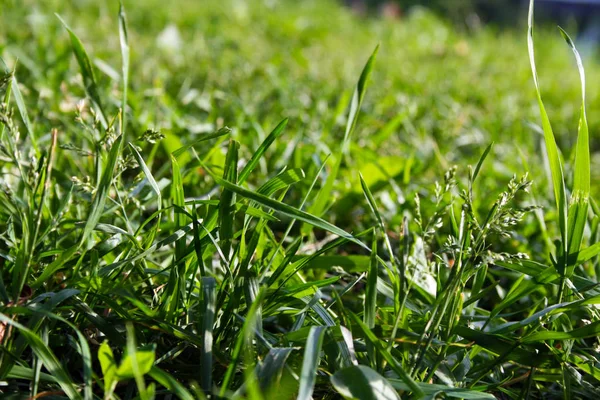 Макро зелёной травы — стоковое фото