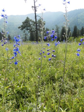 Alpin çayır çiçekli