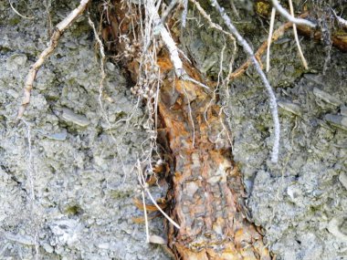 toprakta kök soyutlama