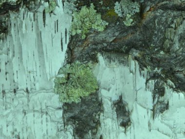 huş ağacı kabuğunun dokusu