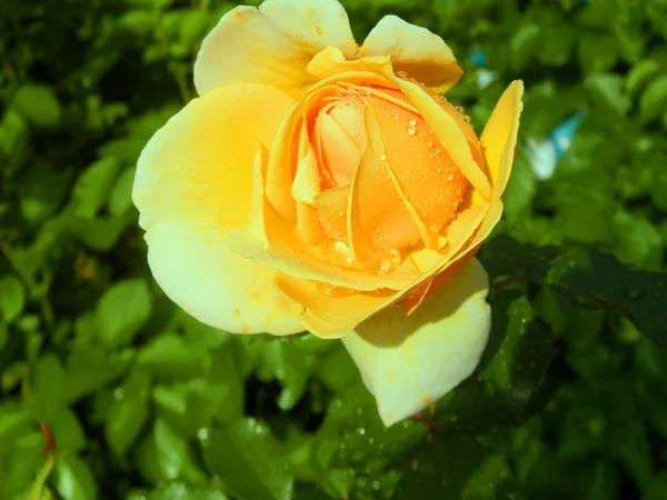 Rose Sotto Pioggia — Foto Stock