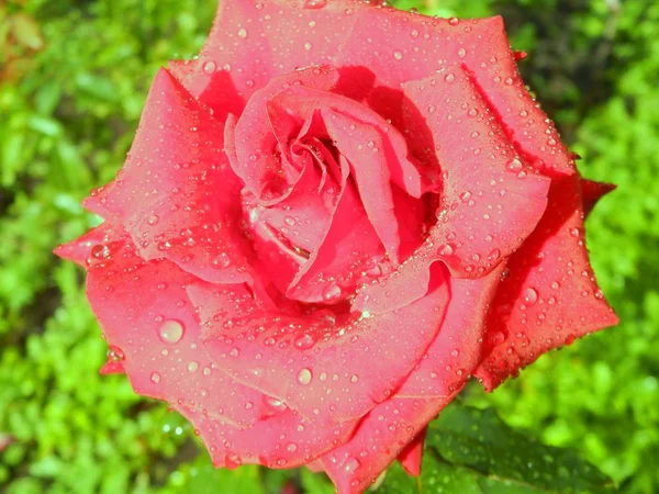 Роза Дождем — стоковое фото