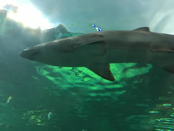 Grande Tubarão Nadando Tanque Com Outros Animais Aquáticos Água Limpa — Fotografia de Stock