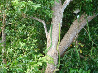 Mistik dağ kızak Tur Ocho Rios Jamaika, Caribbean cruise bir geziye kadar binen görülen yerel Jamaika orman