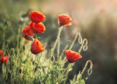 Poppies alanında