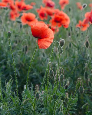 Çiçekli popies sahada