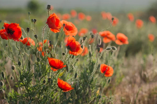 Blommande Vallmor Fältet — Stockfoto