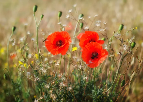 Mohn Auf Dem Feld — Stockfoto