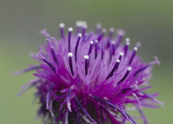 Violette Feldblume — Stockfoto