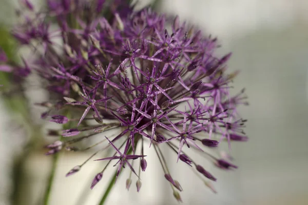 Blumenstrauß — Stockfoto