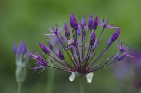 Blumenzwiebeln werden in Großaufnahme gezeigt — Stockfoto