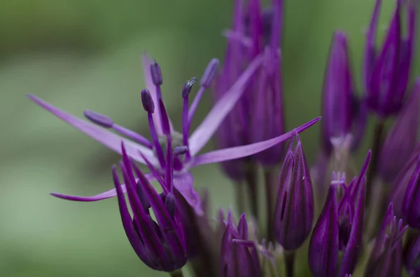 Ταξιανθία του Allium aflatunense — Φωτογραφία Αρχείου