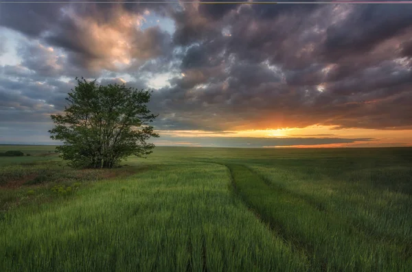 Sonnenaufgang auf dem Feld unter bewölktem Himmel — Stockfoto