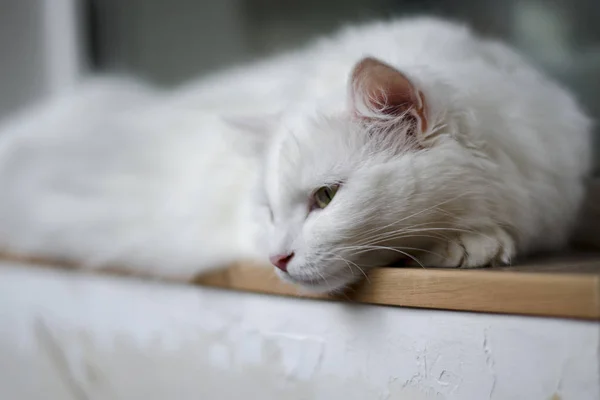 Gato branco que é triste — Fotografia de Stock