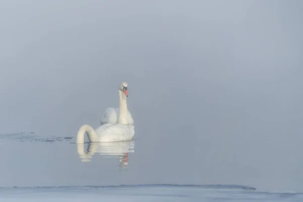 Cisnes Brancos Nadam Lago Início Primavera Água Refletiu Seus Comprimidos — Fotografia de Stock
