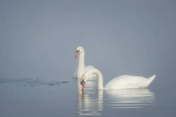 Beyaz Kuğular Gölde Erken Ilkbaharda Yüzme Onların Hapları Suya Yansıyan — Stok fotoğraf