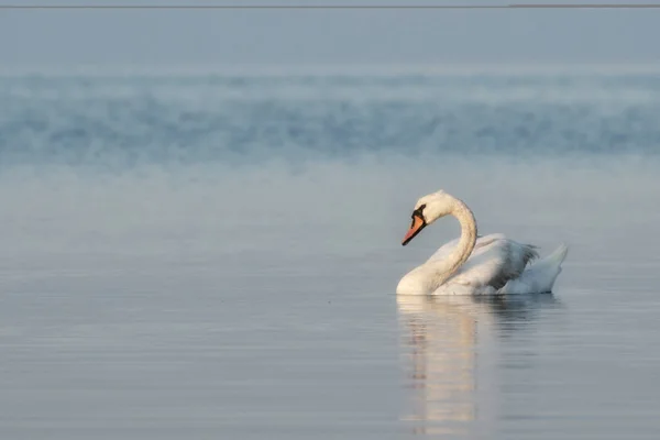 White swan on river. This is a species that needs protection
