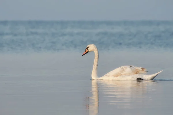 Bílá Labuť Druh Který Potřebuje Ochranu — Stock fotografie