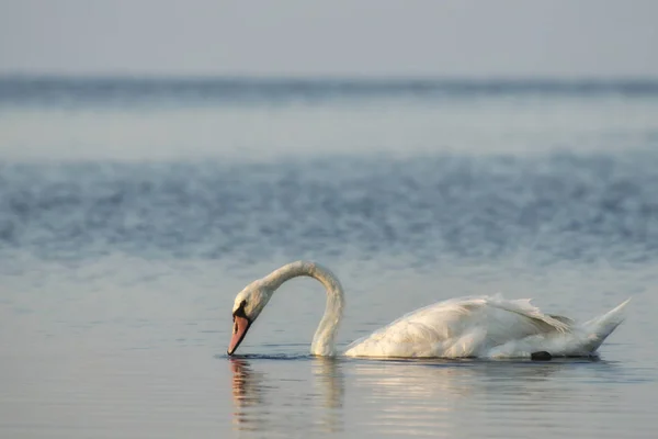白天鹅在河上游泳 天鹅是人与人之间关系中忠诚的象征 — 图库照片