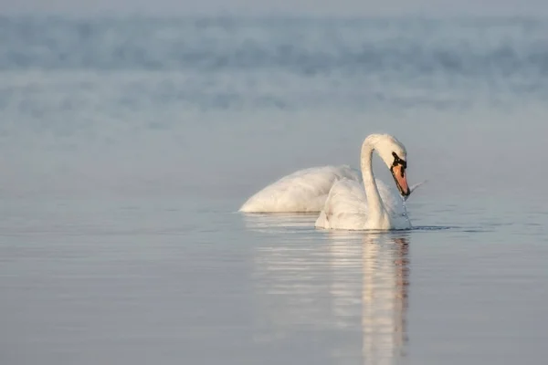 Dos Cisnes Blancos Nadan Estanque Principios Primavera — Foto de Stock