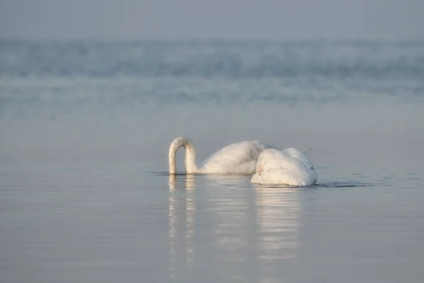 Los Cisnes Blancos Comen Algas Los Embalses Principios Primavera — Foto de Stock