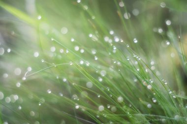 Çim çiğ damlaları ile kaplıdır. Dağınık ışık güzel bokeh oluşturur